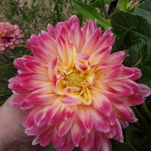 Meet your Posher, Sharon